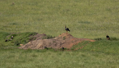 Plectropterus gambensis