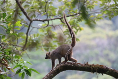 Eulemur rufifrons
