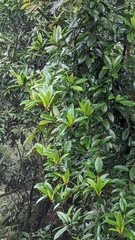 Hydrangea viburnoides