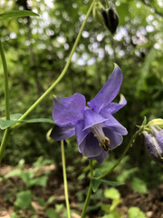 Aquilegia alpina
