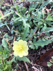 Oenothera laciniata