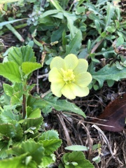 Oenothera laciniata