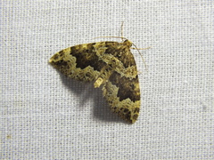 Lampropteryx suffumata