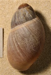 Megalobulimus