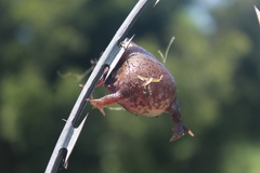 Breviceps verrucosus