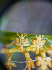 Tridactyle bicaudata bicaudata