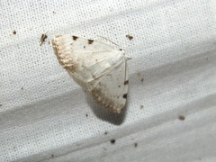 Lomographa bimaculata