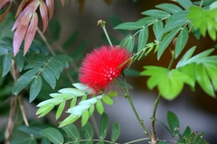 Calliandra haematocephala