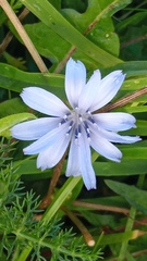 Cichorium intybus intybus
