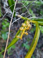 Tridactyle bicaudata bicaudata