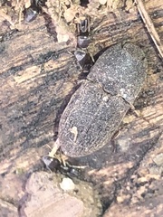 Agrypnus rectangularis