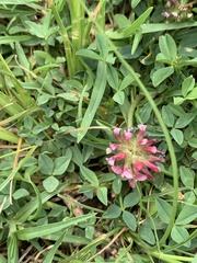 Trifolium africanum