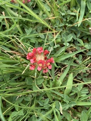 Trifolium africanum
