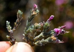 Amphithalea monticola