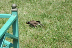 Acridotheres tristis