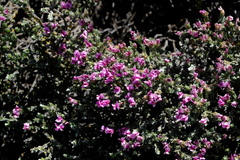 Amphithalea monticola