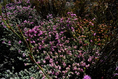 Amphithalea monticola