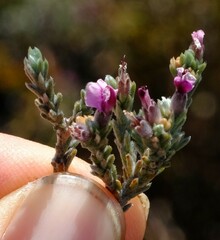 Amphithalea monticola