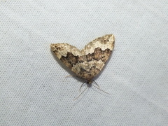 Lampropteryx suffumata