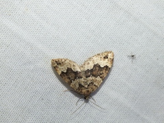 Lampropteryx suffumata