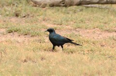 Lamprotornis australis