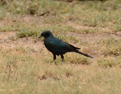 Lamprotornis australis