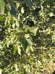 Rhamnus alaternus