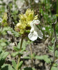 Dracocephalum nodulosum