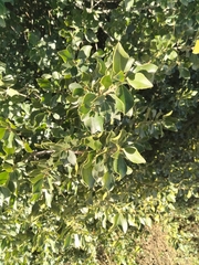Rhamnus alaternus