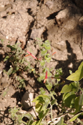 Image of Justicia purpusii by (c) Eric Knight, some rights reserved (CC BY)