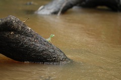 Basiliscus plumifrons