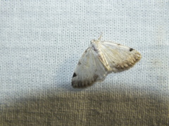 Lomographa bimaculata