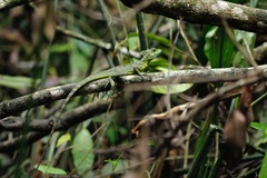 Basiliscus plumifrons