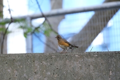 Turdus chrysolaus