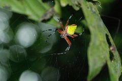 Eriophora nephiloides