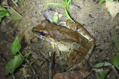 Limnonectes leporinus