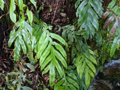 Blechnum colensoi