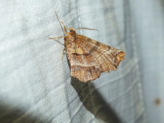 Selenia dentaria