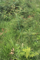 Senecio oxyriifolius
