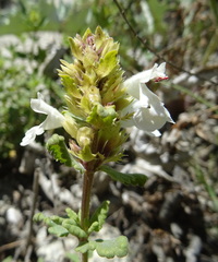 Dracocephalum nodulosum