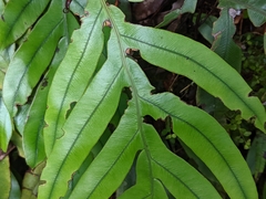 Blechnum colensoi