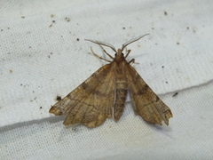 Selenia dentaria