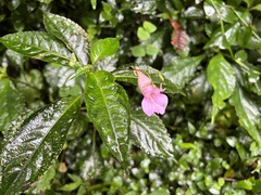 Impatiens uniflora
