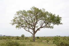 Sclerocarya birrea caffra