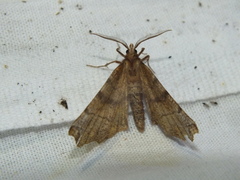 Selenia dentaria