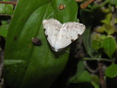 Lomographa bimaculata