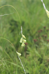 Dierama argyreum