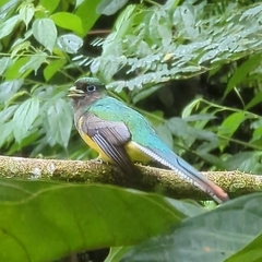 Trogon rufus tenellus