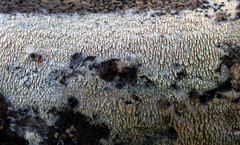 Hyphodontia arguta