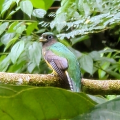 Trogon rufus tenellus